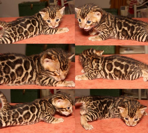 Bengal Kittens