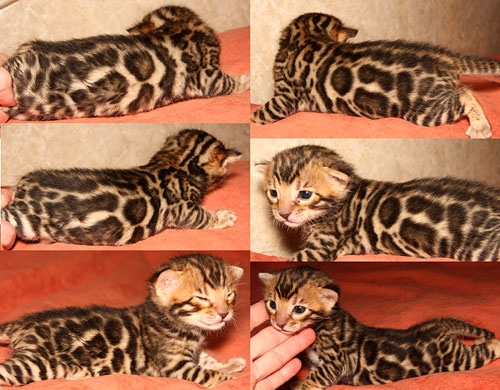 Bengal Kittens