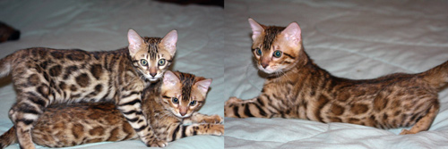Bengal Kittens