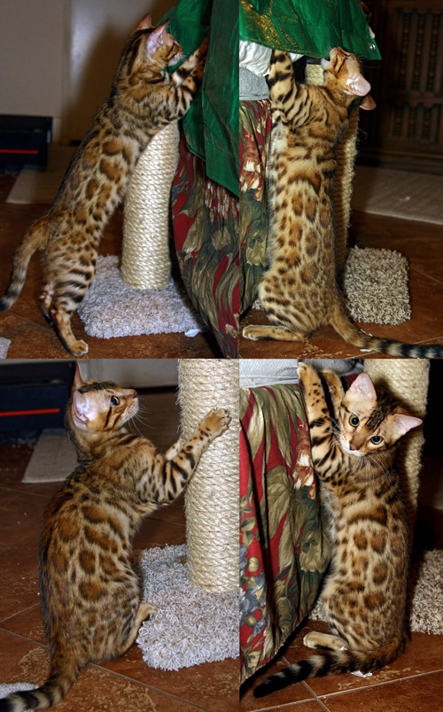 Bengal Kittens
