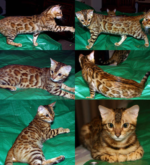 Bengal Kittens