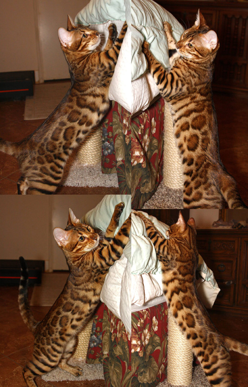 Bengal Kittens