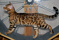 Bengal Kittens