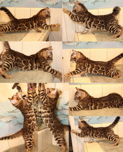 Bengal Cat