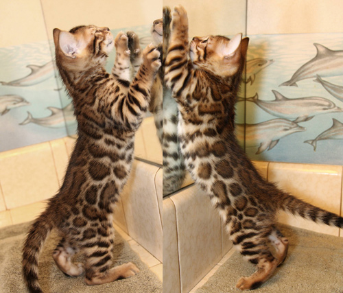 Bengal Cat
