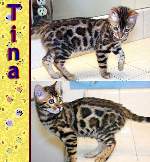 Bengal Cat