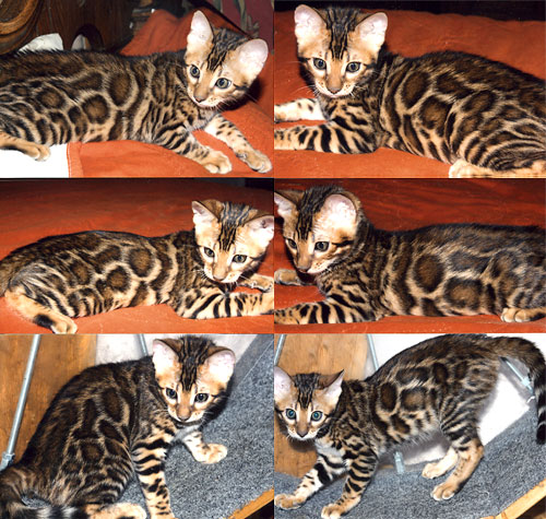 Bengal Kittens