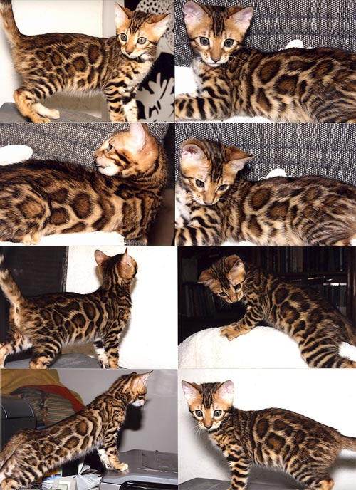 Bengal Kittens