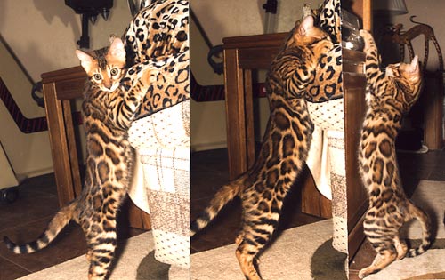 Bengal Kittens