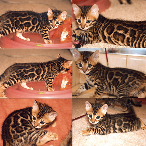 Bengal Kittens