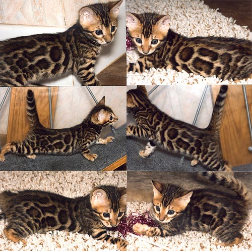 Bengal Kittens