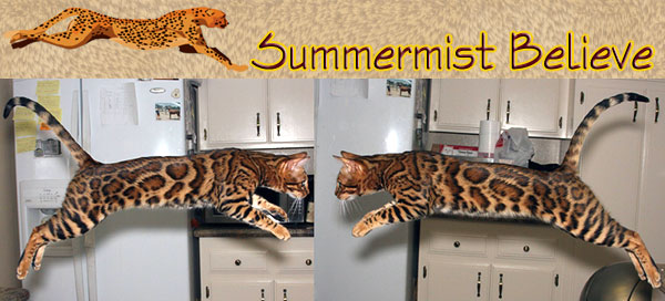 Bengal Kittens
