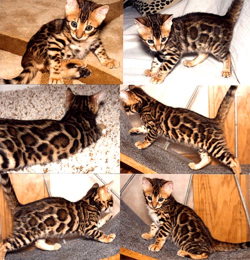 Bengal Kittens