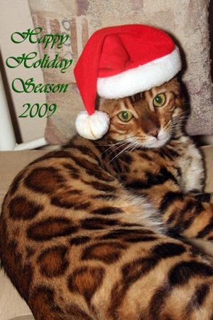 Bengal Cat Bengal Cat