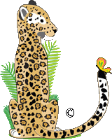 Bengal Cat