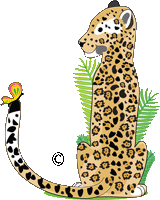 Bengal Cat
