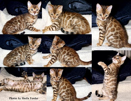 Bengal Kittens
