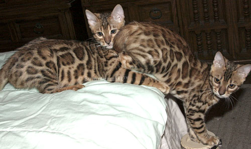 Bengal Kittens