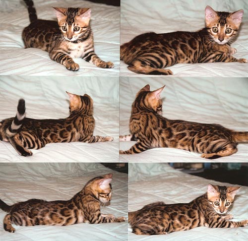 Bengal Kittens