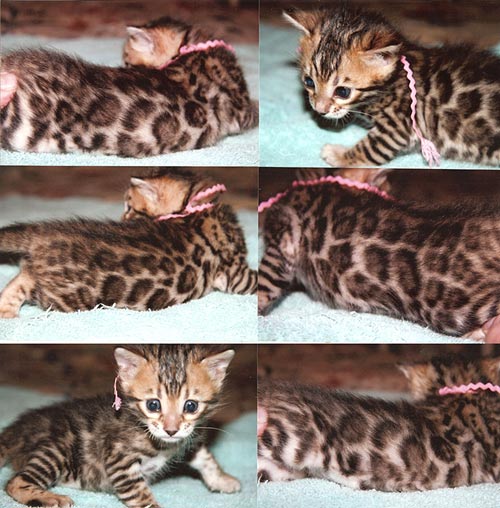 Bengal Kittens