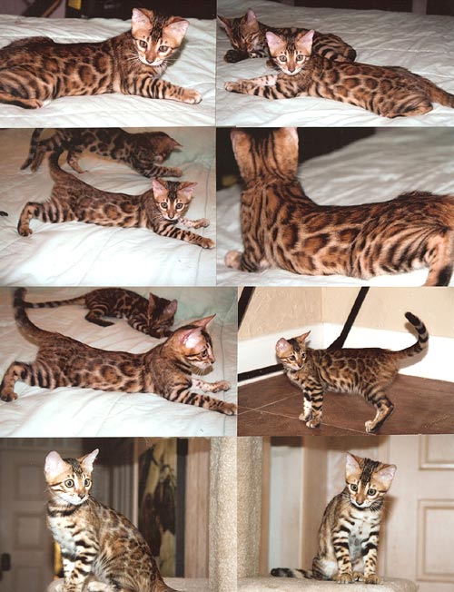 Bengal Kittens