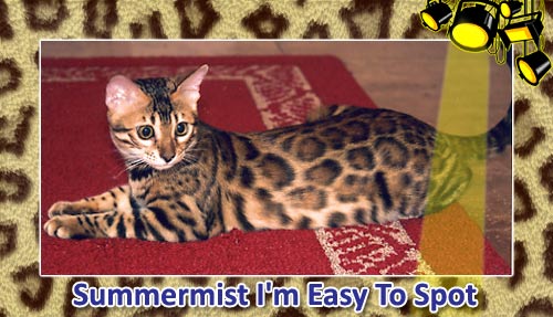 Bengal Kittens