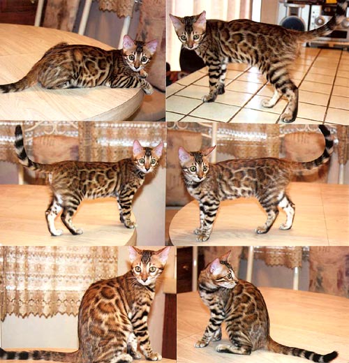 Bengal Kittens