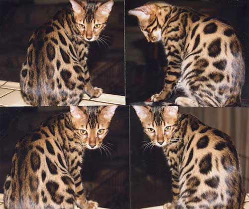 Bengal cat fuzzy stage