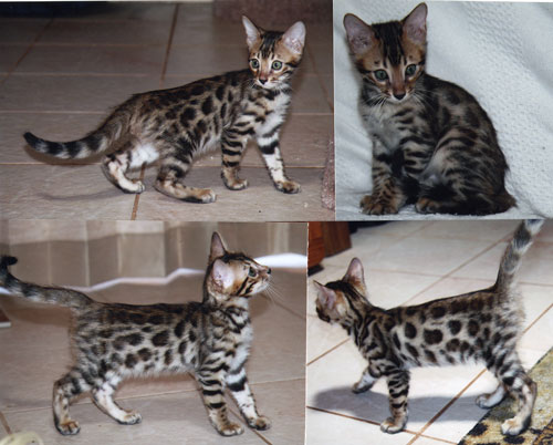 Bengal kitten fuzzy stage