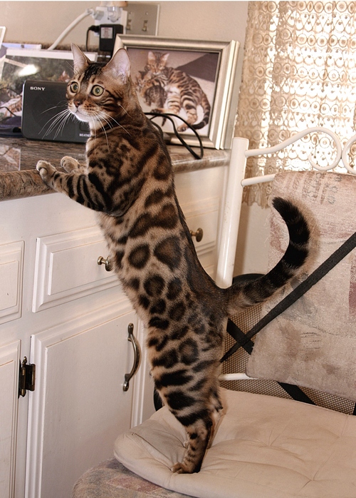 Bengal Cats For Sale Bengal Champion