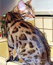 Bengal Cat