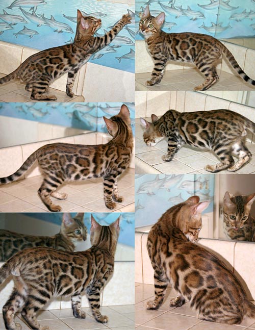 Bengal Kittens