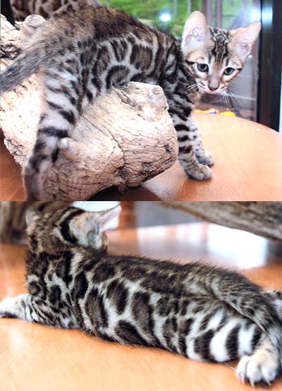 Bengal Kittens