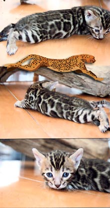 Bengal Kittens