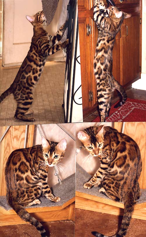 Bengal Kittens