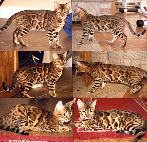 Bengal Kittens