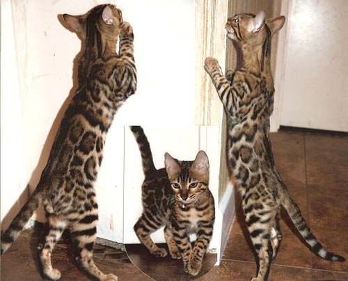 Bengal Kittens