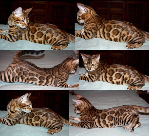 Bengal Kittens