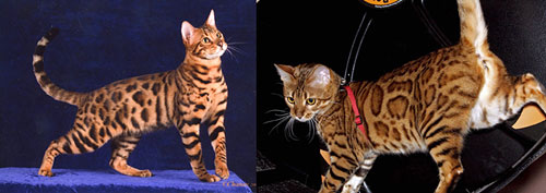 Bengal Kittens