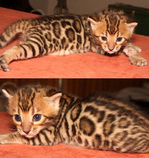 Bengal Kittens
