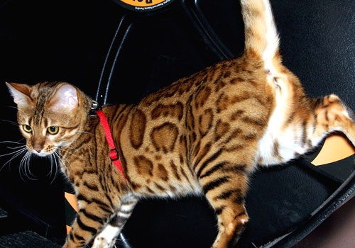 Bengal Kittens