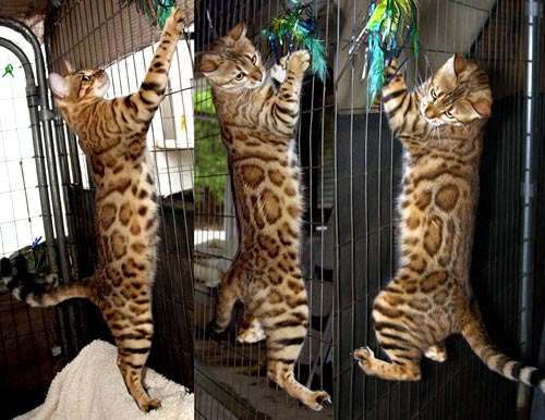 Bengal Kittens