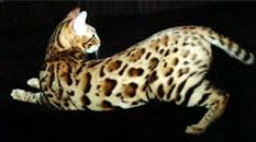 Bengal Kittens