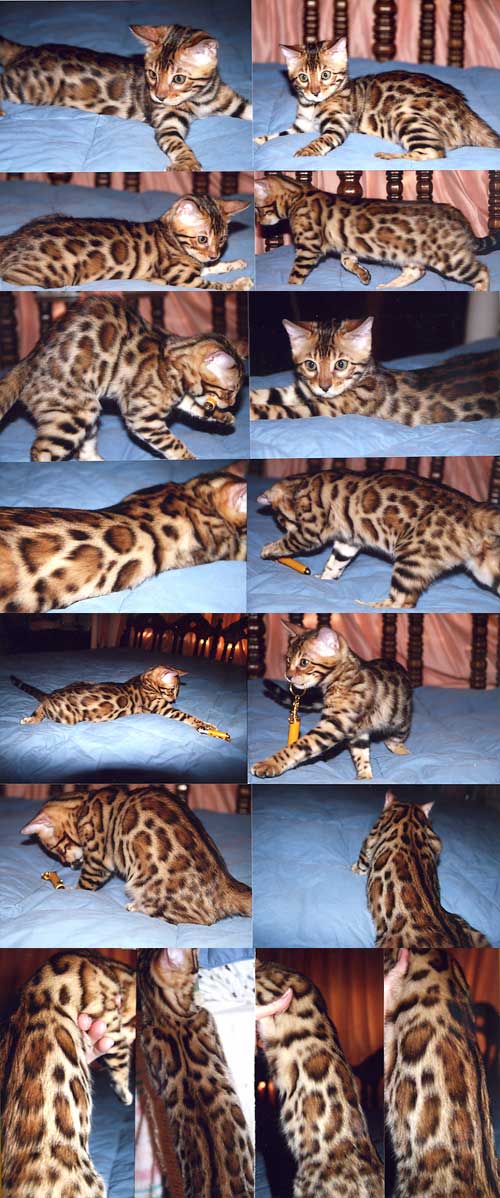 Bengal Kittens