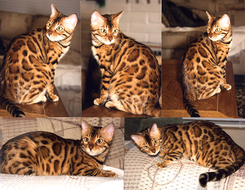 Bengal Kittens