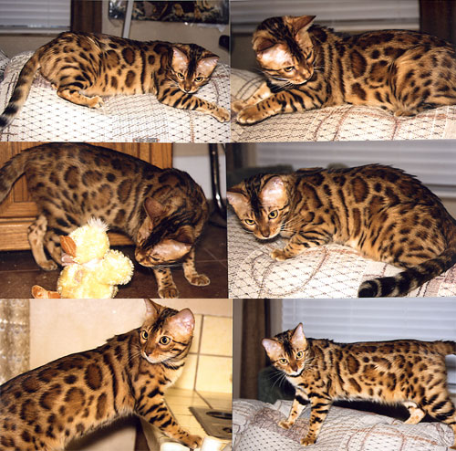 Bengal Kittens