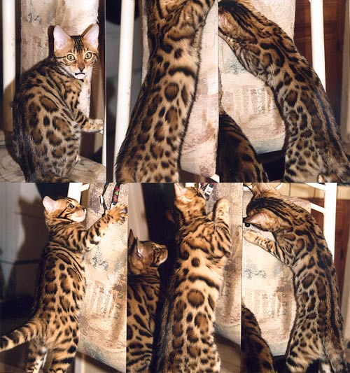 Bengal Kittens