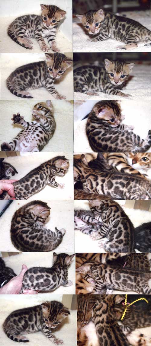 Bengal Kittens
