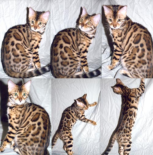 Bengal Kittens