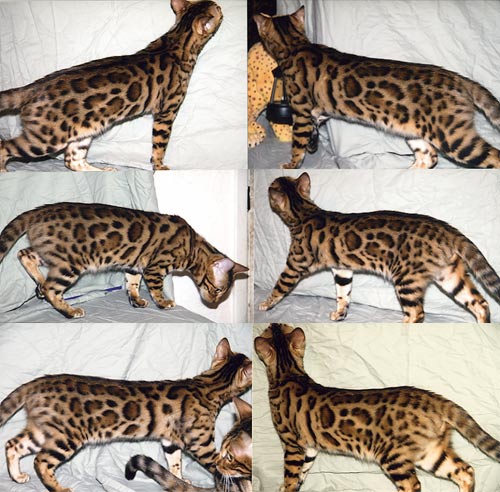 Bengal Kittens